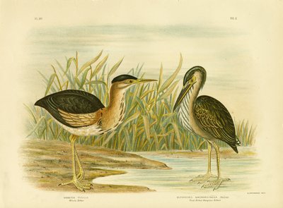 Avetoro menudo, 1891 de Gracius Broinowski